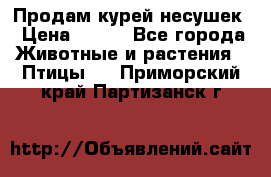 Продам курей несушек › Цена ­ 350 - Все города Животные и растения » Птицы   . Приморский край,Партизанск г.